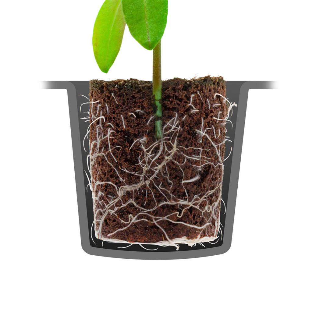 ROOT!T Dry Peat Free 60 Cell Filled Tray