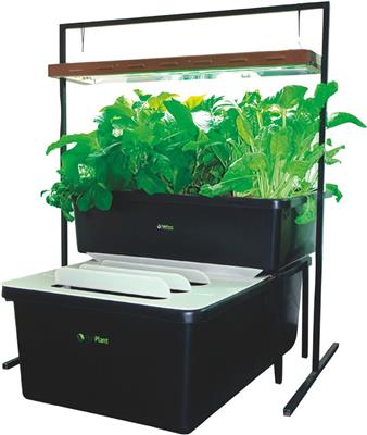 FishPlant Family Unit
